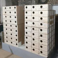 لانه پرنده عروس هلندی
