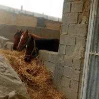 مادیون|اسب و تجهیزات اسبسواری|جره و بالاده, |دیوار