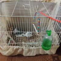 یک جفت عروس هلندی|پرنده|رضویه, |دیوار