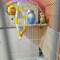 جفت طوطی با جوجه