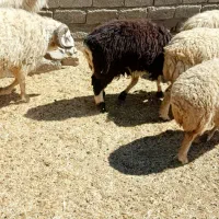 نیازمند همسایه برای شراکت در نگه داری دام