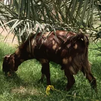 نری چاق