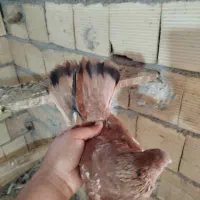 کفتر|پرنده|بندر ماهشهر, |دیوار