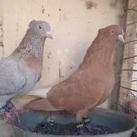 نر و ماده زرد دم سفید وسار دم سفید درجه یک|پرنده|بیرجند, |دیوار