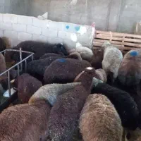 ۳۰راس بره نرو ماده جفتی ۵۵الی ۶۰کیلو|حیوانات مزرعه|محمدیه-قزوین, |دیوار