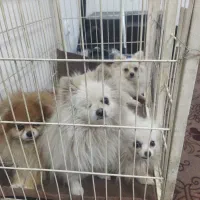 واگذاری۴عددسگ پامرین