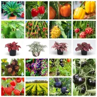 فروش انواع بذر گیاهان خاص و کمیاب|خدمات باغبانی و درختکاری|تهران, سعادتآباد|دیوار