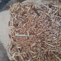 گندم شکسته و ریز برای طیور