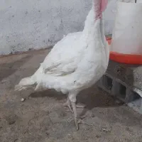 بوقلمون ارگانیک گوشتی