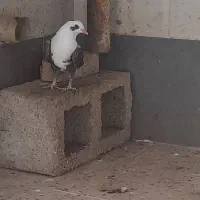 کبوتر کله سفید|پرنده|بهبهان, |دیوار