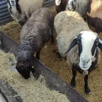 گوسفند میش چاق|حیوانات مزرعه|بشاریات, |دیوار