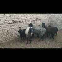 8راس میش با بره110میلیون تومان