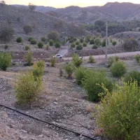 باغ-مرکبات-روستای-پاکوه-گچساران