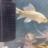 ماهی کوی باله بلند خاص