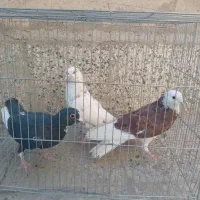 سه عدد کبوتر غریب دم آبی شازده شهرستانی|پرنده|تهران, دهم فروردین|دیوار