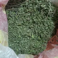 آویشن کوهی در جم