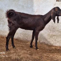 ۶ بز ابستن دوقلوزا ابپخش