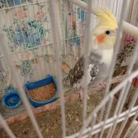 عروس هلندی مینیاتوری