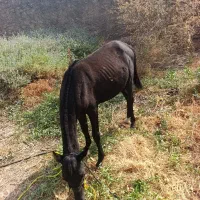 اسب نژاد دار|اسب و تجهیزات اسب‌سواری|باشت, |دیوار