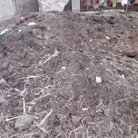 کود گوسفندی چند ساله خیلی خوب