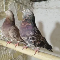 جفت نر و ماده سرور|پرنده|اصفهان, همدانیان|دیوار