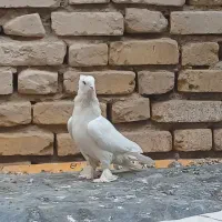کبوتر سفید پاک پا پر کاکلی