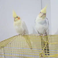 معاوضه دو جفت جفت عروس