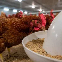 مرغ تخمگذار