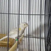 غناری مست بخوان