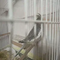 عروس هلندی|پرنده|اردکان, |دیوار