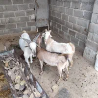 فروش کهره نر لامرد