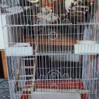 یک جفت عروس هلندی به همراه کلیه وسایل|پرنده|ابهر, |دیوار