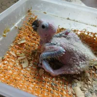 ۴عدد جوجه عروس هلندی دونخور دستی