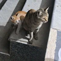 گربه|گربه|بناب, |دیوار