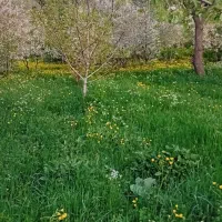 باغچه-در-روستای-محبوب-اباد-ماه-بابا