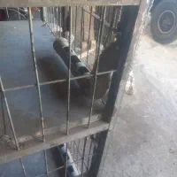 گنجه جفت کن|لوازم جانبی حیوانات|محمدشهر, جعفرآباد|دیوار