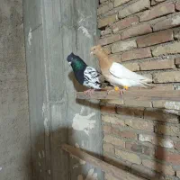 کفتر شهرستانی