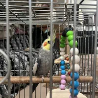 عروس هلندی نر و ماده مولد|پرنده|شهریار, شهریار|دیوار