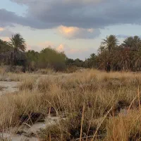 چوب نخل|خدمات باغبانی و درختکاری|هیدوچ, |دیوار