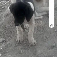 واگذاری توله سراب|سگ|دیواندره, |دیوار