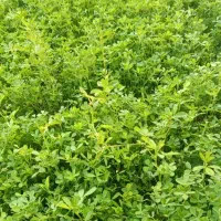 بذر یونجه گرمسیری