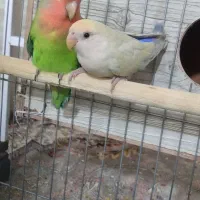 یک جفت طوطی برزیلی