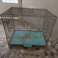 قفس