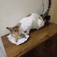 گمشده|حیوانات|قم, انصار‌الحسین|دیوار