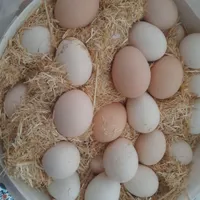 تخم مرغ محلی