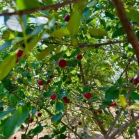 زمین تجاری مسکونی جاده دریا زاغمرز (تهاتر)|فروش زمین و ملک کلنگی|بهشهر, |دیوار