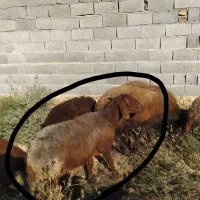 گوسفند‌آبستن‌سنگین|حیوانات مزرعه|گنبد کاووس, |دیوار