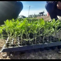 بذر گوجه|گل و گیاه طبیعی|اندیمشک, |دیوار