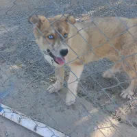 توله هاسکی گلد چشم رنگی|سگ|گلپایگان, |دیوار