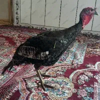 بوقلمون|حیوانات مزرعه|یاسوج, |دیوار